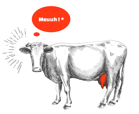 vache-meuh vache-meuh